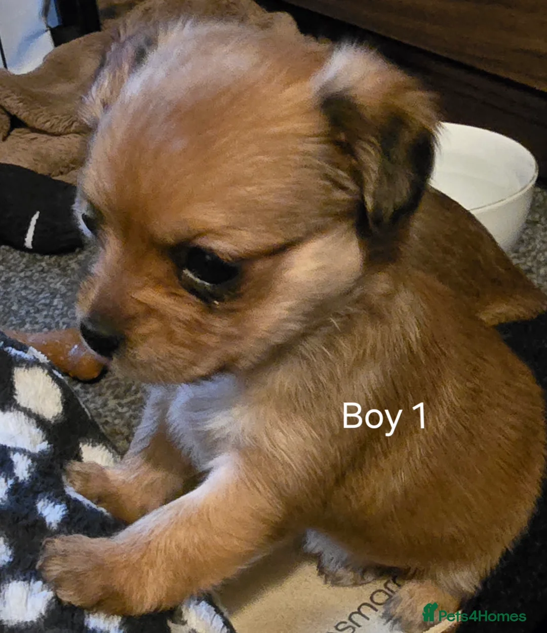 Yorkshire Terrier dogs for sale: Ready Now! Yorkshire Terrier Puppies 2 boys  - Advert 21
