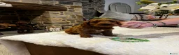 Cockapoo dogs for sale: Gorgeous Red F1 Cockapoo puppies - Advert 5