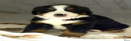 Bernese Mountain Dog dogs for sale: Bernese mountain puppies  - Advert 10
