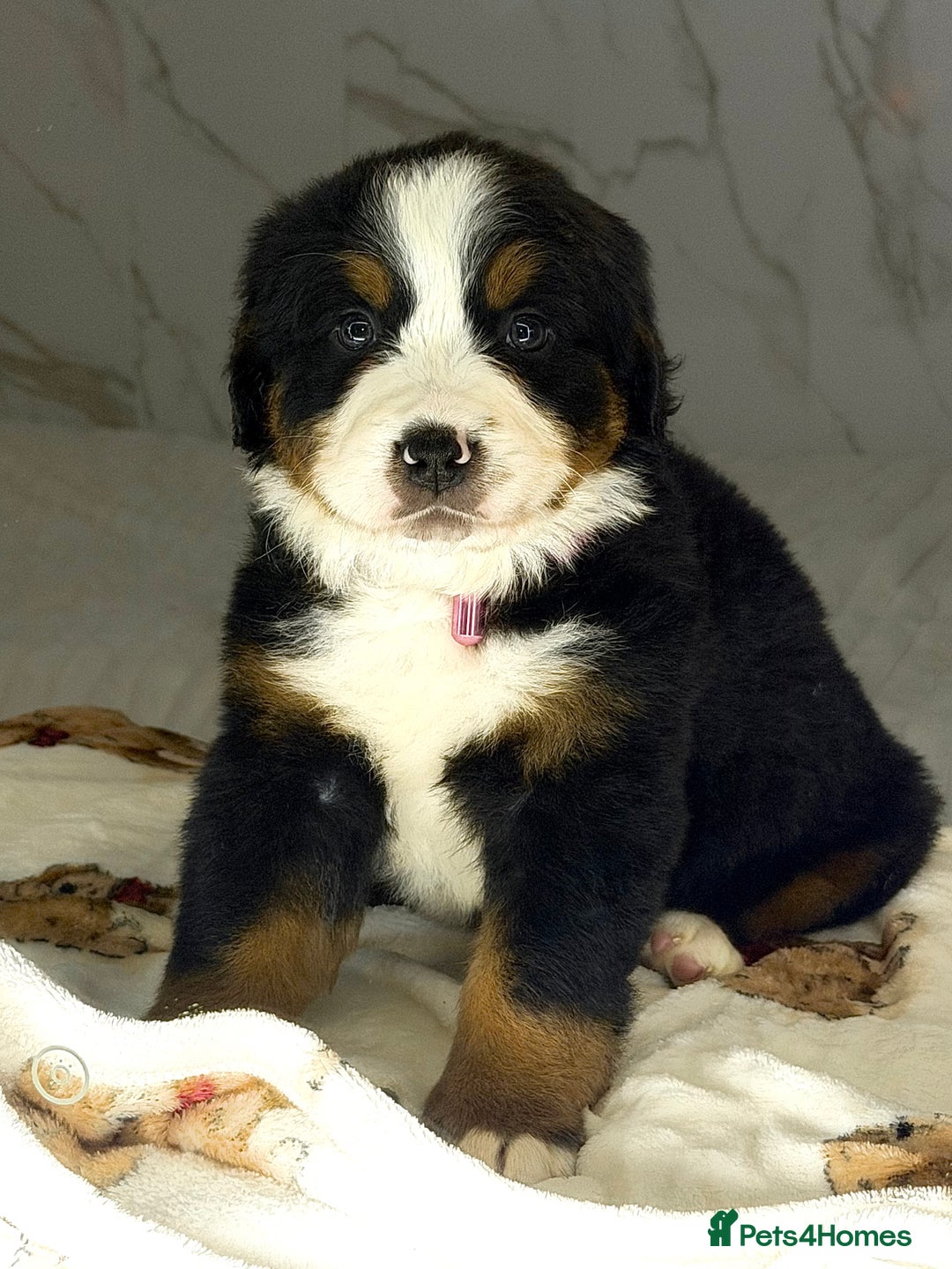 Bernese Mountain Dog dogs for sale: Bernese mountain puppies  - Advert 10