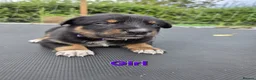 Mixed Breed dogs for sale: Beautiful kelpie cross Austrian cattle dogpuppies. in Warwick - Advert 6