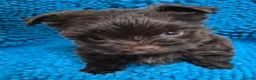 Yorkshire Terrier dogs for sale: Miniature Yorkshire Terrier  - Advert 4