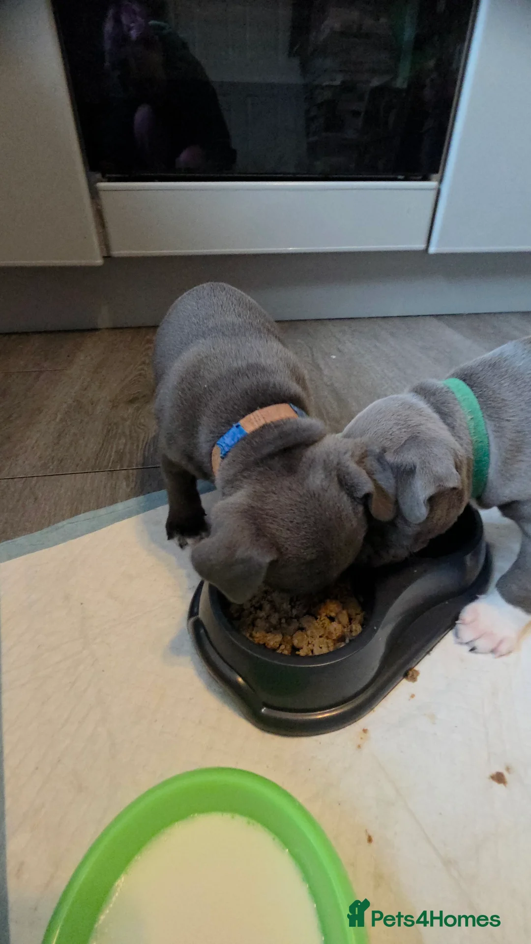 Staffordshire Bull Terrier dogs for sale: Staffordshire bull terrier blues  - Advert 11