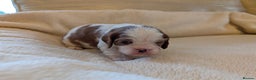 Cavalier King Charles Spaniel dogs for sale: Exquisite KC reg Cavalier King Charles Spaniels - Advert 4