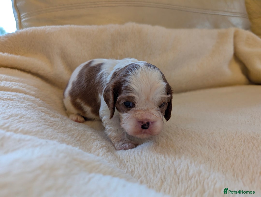 Cavalier King Charles Spaniel dogs for sale: Exquisite KC reg Cavalier King Charles Spaniels - Advert 4