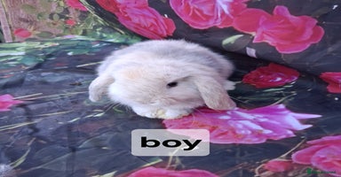 Mini Lop rabbits - Advert 9