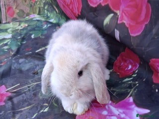 Mini Lop rabbits - Advert 5