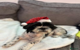 Shih Tzu dogs for sale: Beautiful litter of 6 Shih Tuz pups  - Advert 13