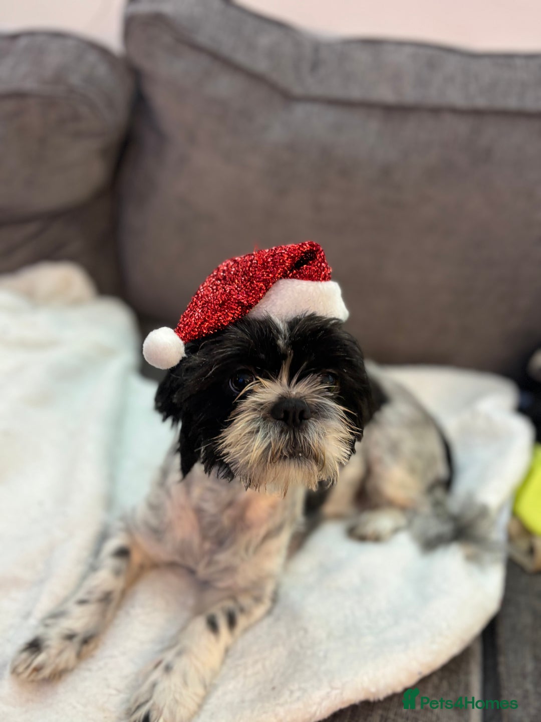 Shih Tzu dogs for sale: Beautiful litter of 6 Shih Tuz pups  - Advert 13