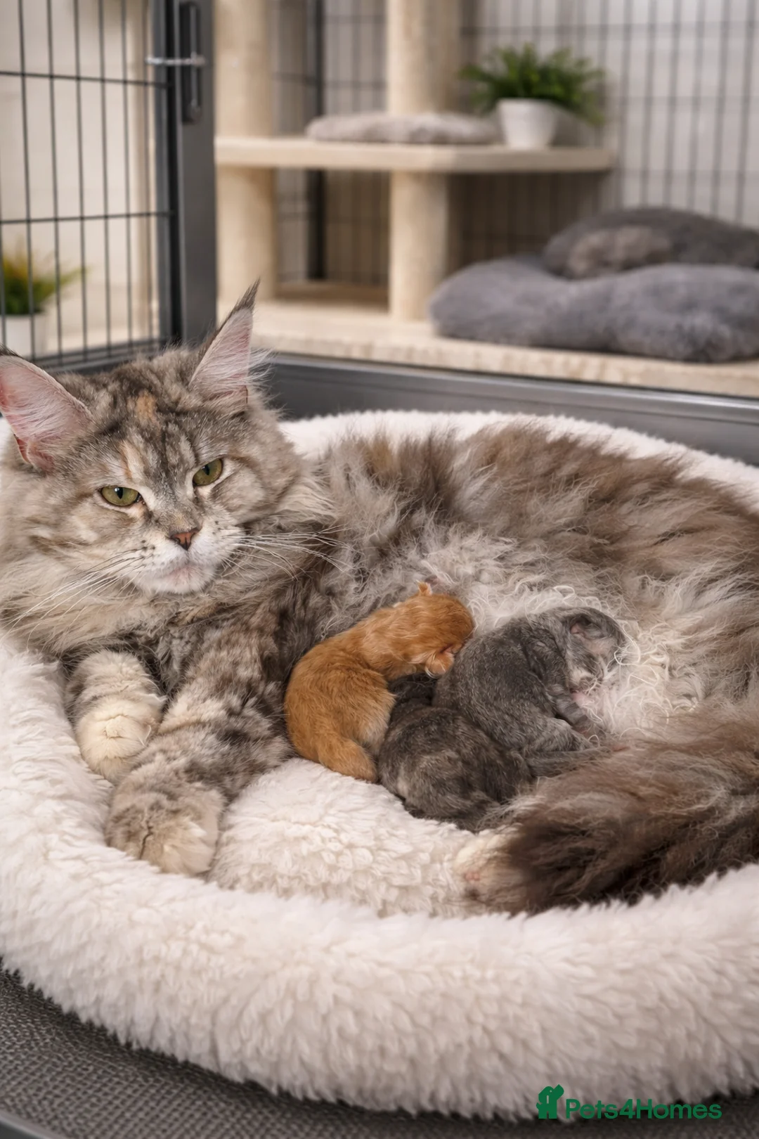 Maine Coon cats for sale: TICA pedigree registered Maine Coon kittens  in Newtownards - Advert 5