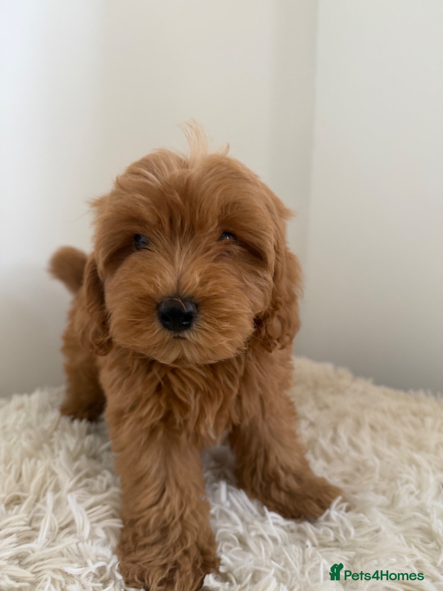 Maltipoo dogs Beautiful puppies for sale - Advert 16