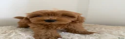 Maltipoo dogs for sale: Beautiful puppies for sale - Advert 7