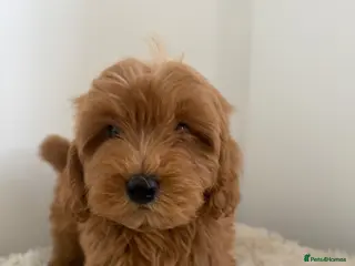 Maltipoo dogs Beautiful puppies for sale - Advert 16