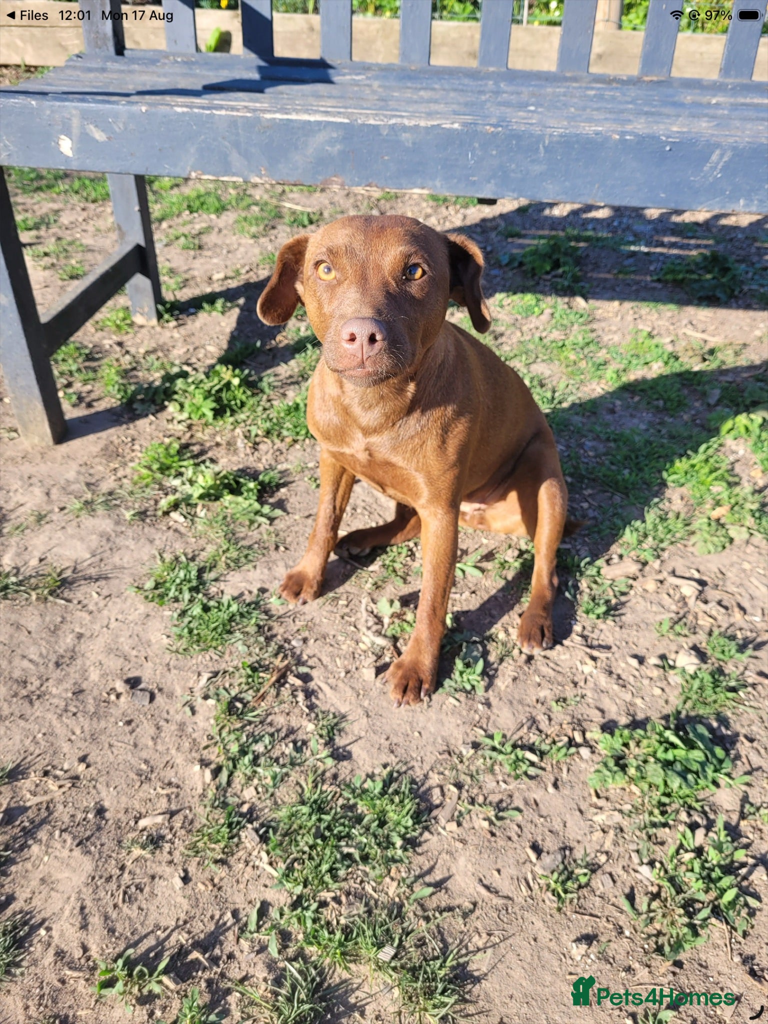 Patterdale Terrier dogs Brown Patterdale terrier for sale - Advert 2