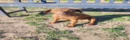 Patterdale Terrier dogs for sale: Brown Patterdale terrier for sale in Coventry - Advert 1