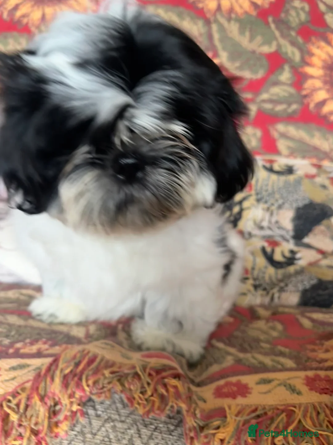 Shih Tzu dogs for sale: 1 Shih Tzu Puppy 13 week - Advert 1