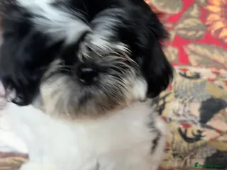 Shih Tzu dogs 1 male black & white Shih Tzu, 12 weeks - Advert 2