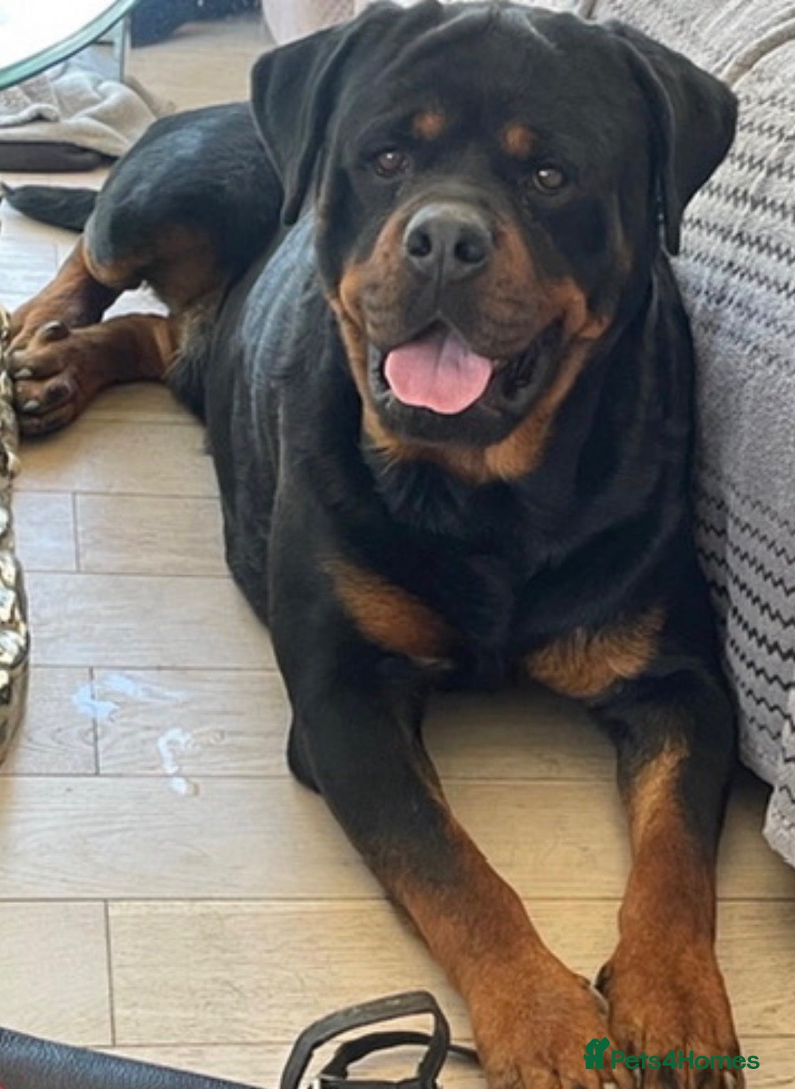 Rottweiler dogs Rottweilerx - Advert 1