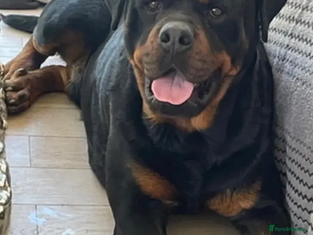 Rottweiler dogs for sale: Rottweilerx - Advert 2