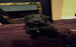 Labrador Retriever dogs for sale: Labrador puppies  - Image 6
