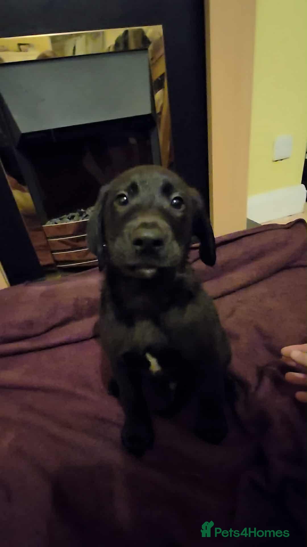 Labrador Retriever dogs for sale: Labrador puppies  - Image 6