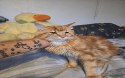Mixed Breed cats for sale: Beautiful long haired ginger male - Image 2