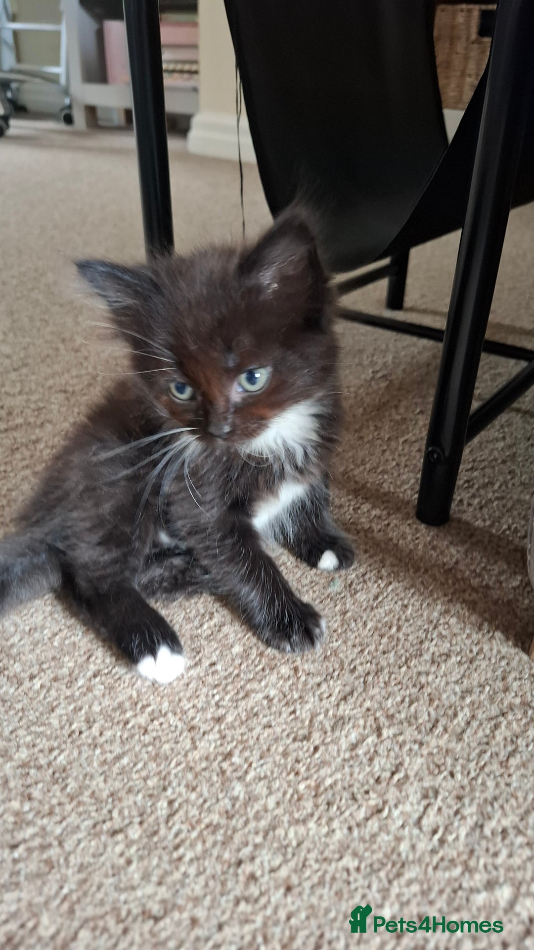 Mixed Breed cats for sale: Persian mixed breed kittens  - Image 3