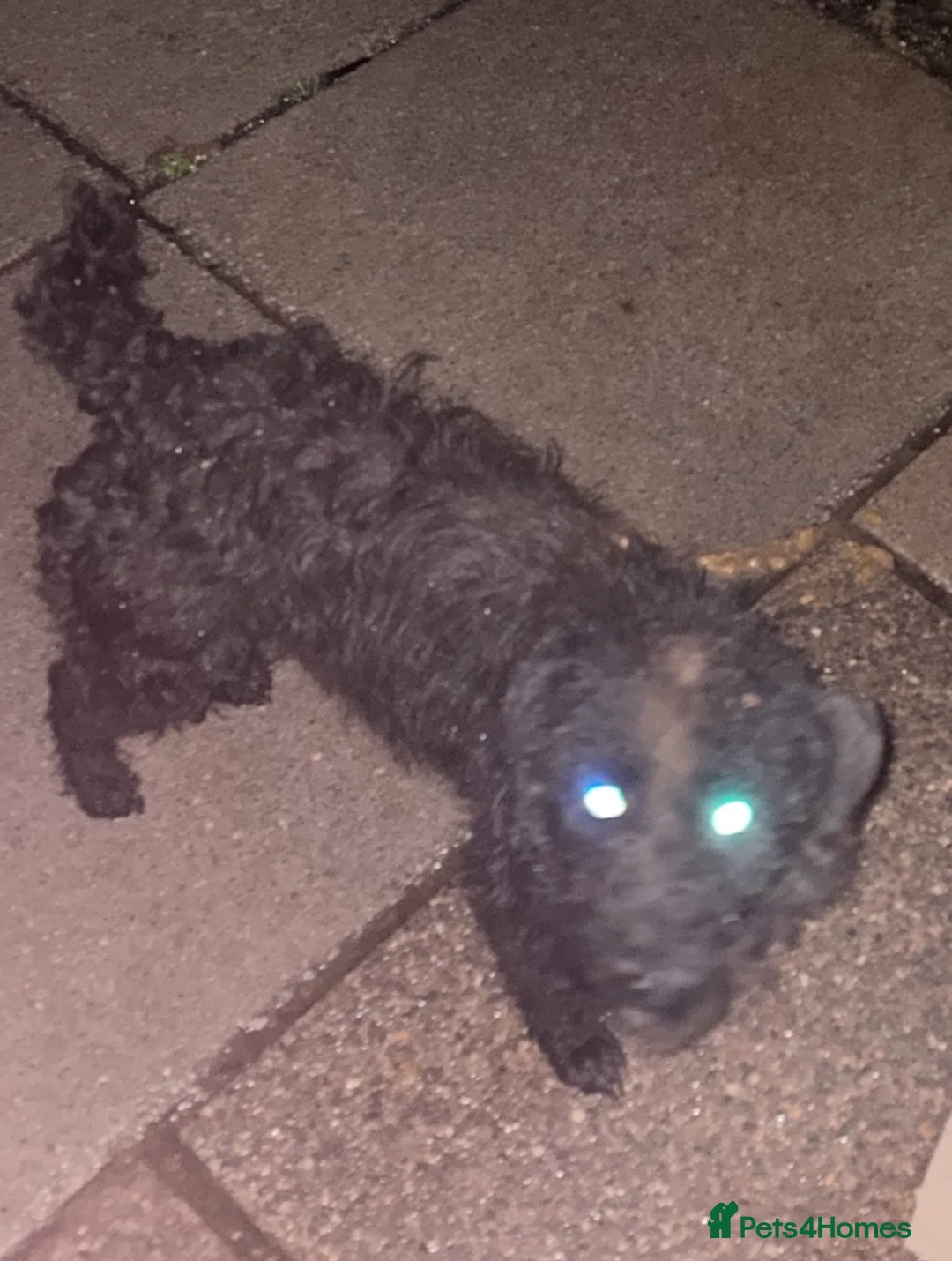Patterdale Terrier dogs for sale: patterdale - Advert 2