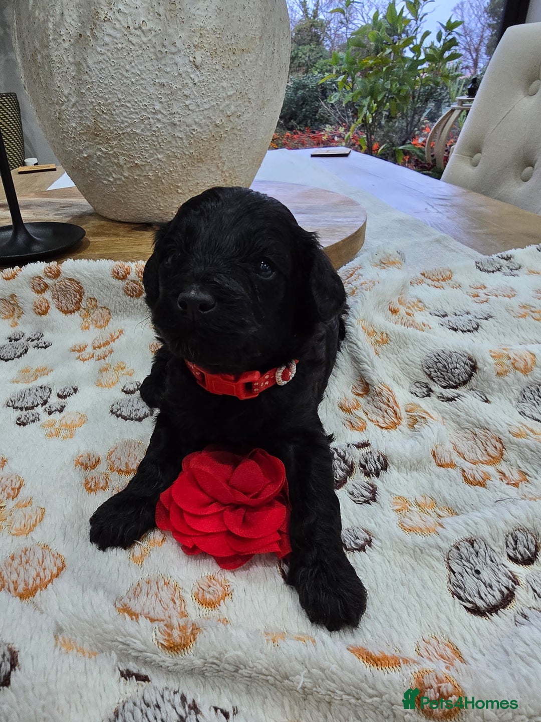 Cavapoo dogs for sale: Beautiful fully health tested cavapoo puppies  - Advert 28