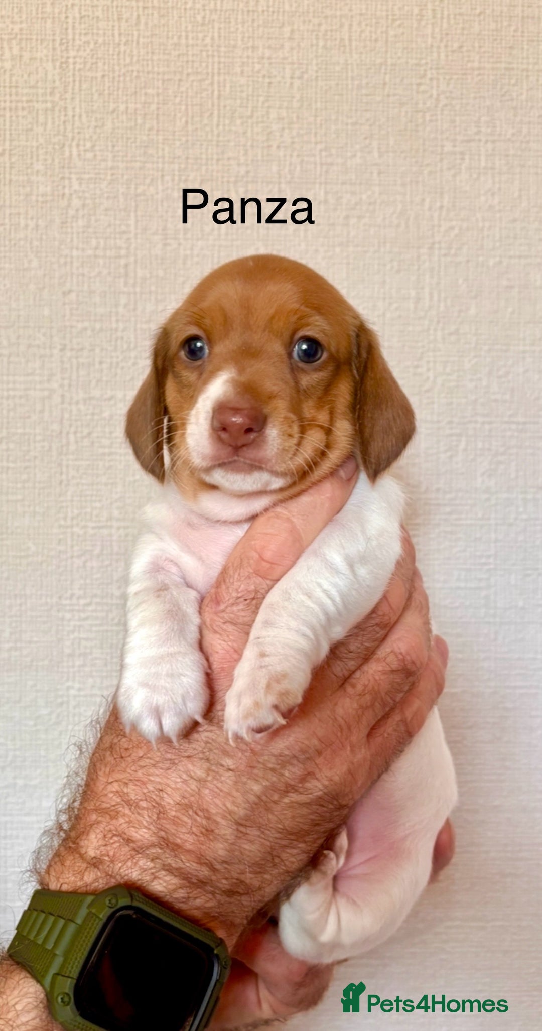 Miniature Dachshund dogs for sale: Pure Piebald Puppies Russian Champion Lines  - Image 10