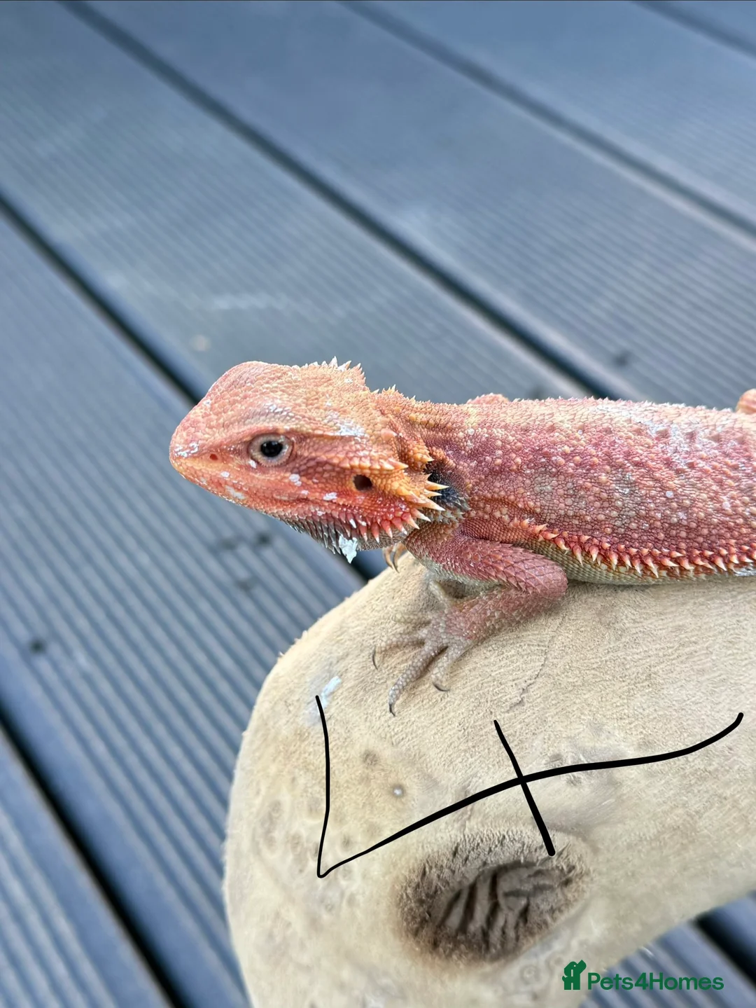 Bearded Dragon reptiles for sale: Bearded Dragon Red Monster Gene - Advert 5