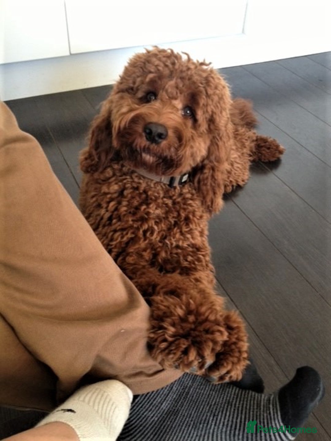 Cockapoo dogs for sale: Welcome to Cotswold Cavapoos and Cockapoos - Advert 21