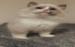 Ragdoll cats for sale: 💙🐾Tica full Pedigree🐾EU Ragdoll 🐱🐾DNA Clear - Image 33