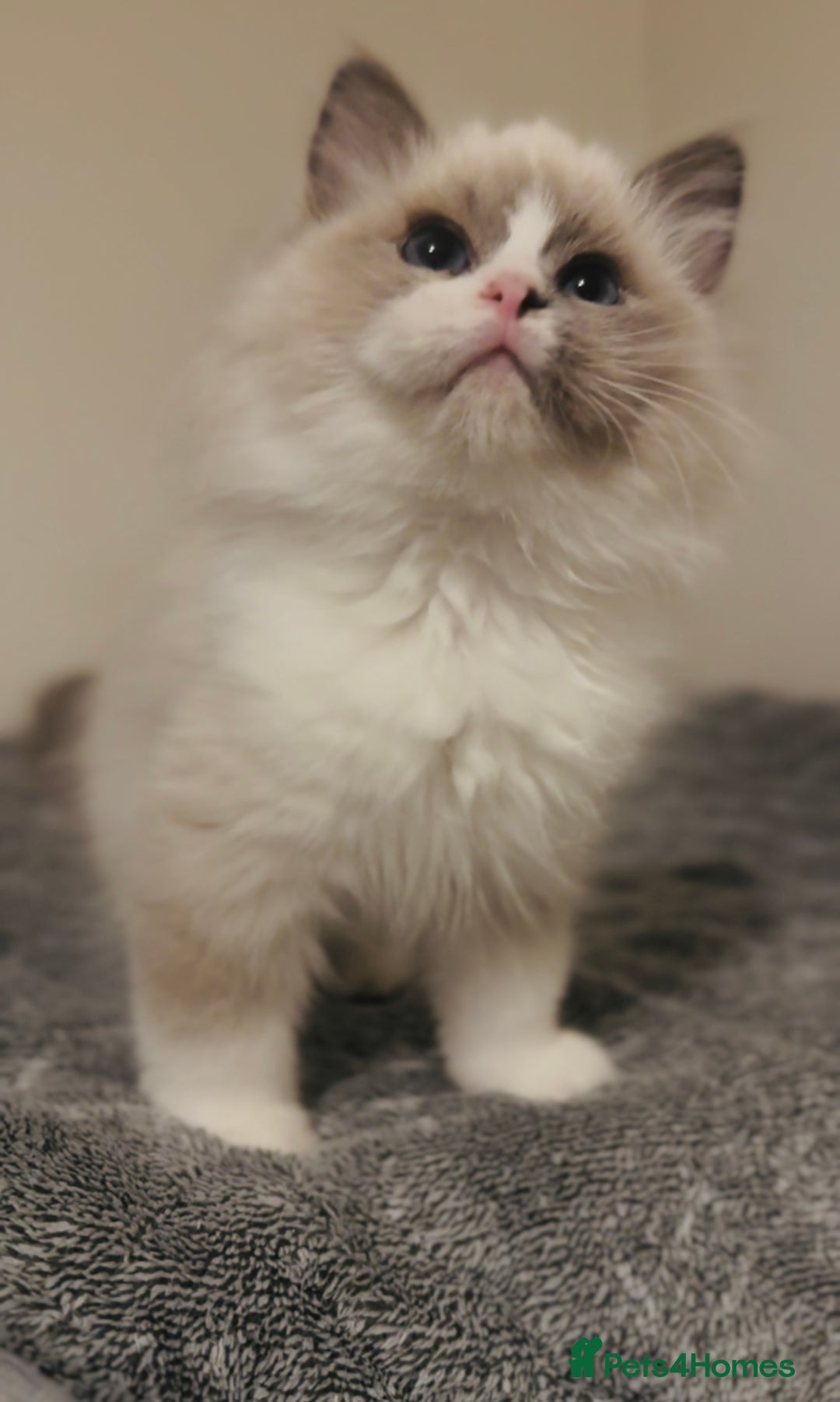 Ragdoll cats for sale: 💙🐾Tica full Pedigree🐾EU Ragdoll 🐱🐾DNA Clear - Image 33