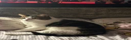 Mixed Breed cats for sale: Two male adult cats for sale  - Advert 3