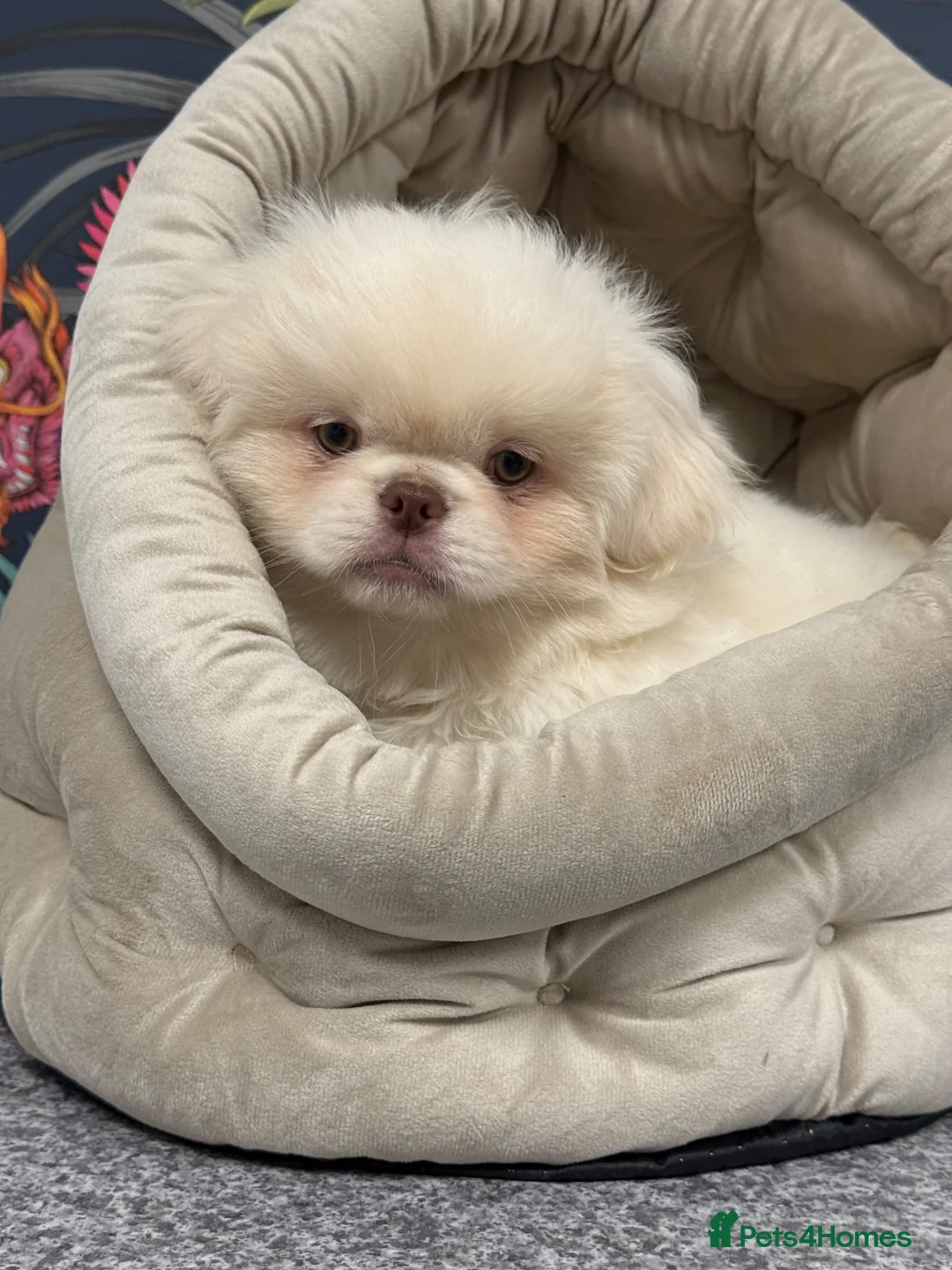 Pekingese dogs for sale: Pekingese puppies  - Advert 1