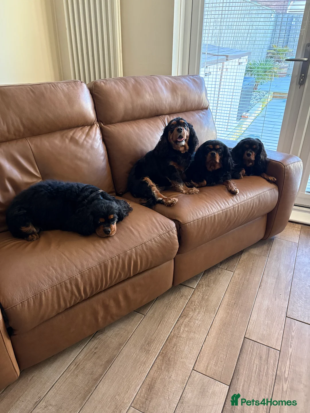 Cavalier King Charles Spaniel dogs for sale: Cavalier King Charles Due soon - Advert 5
