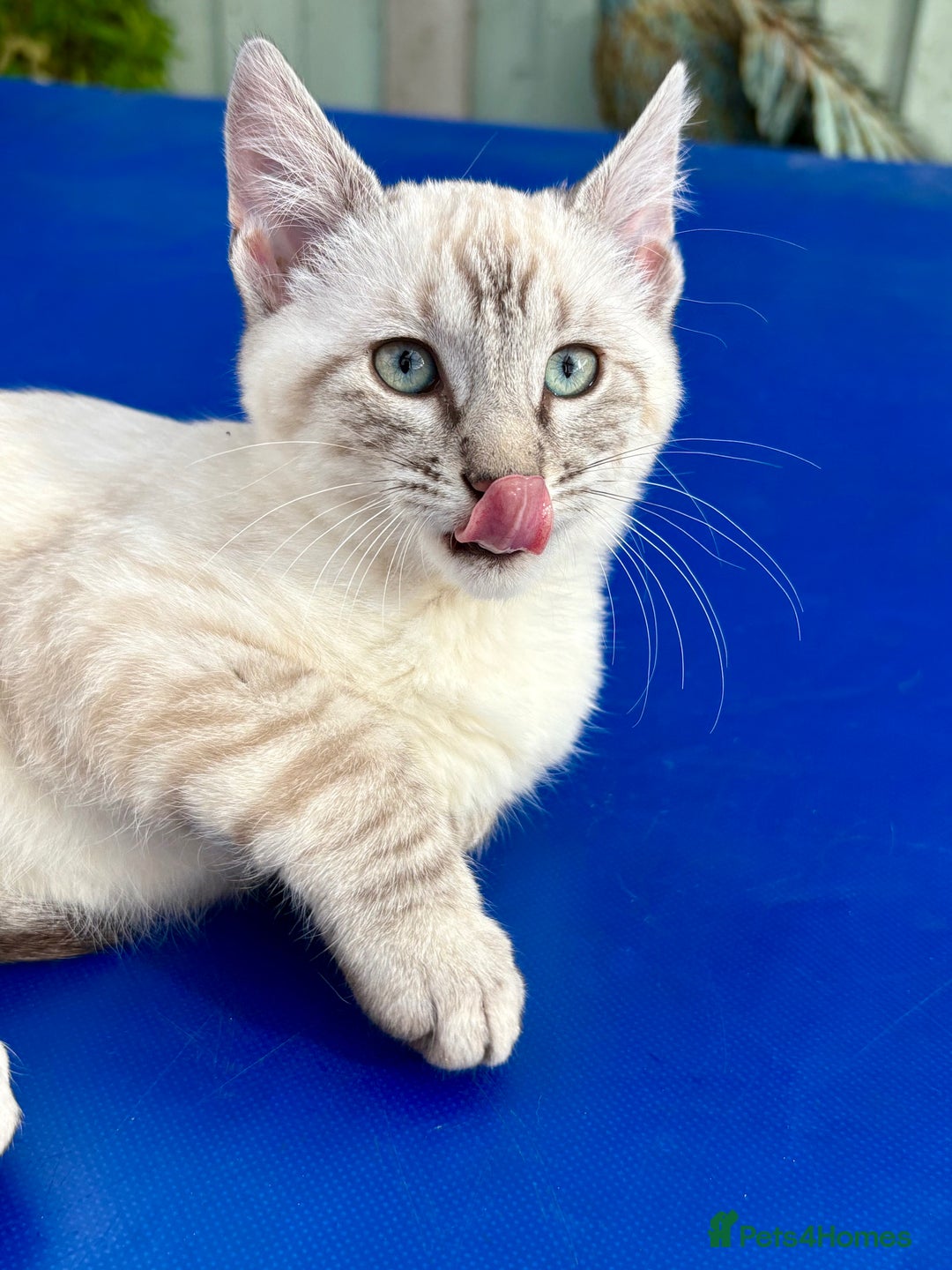 Keetso cats for sale: Gorgeous keetso female  - Image 20