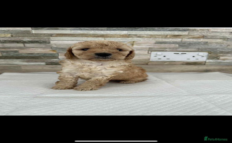 Labradoodle dogs - Advert 16
