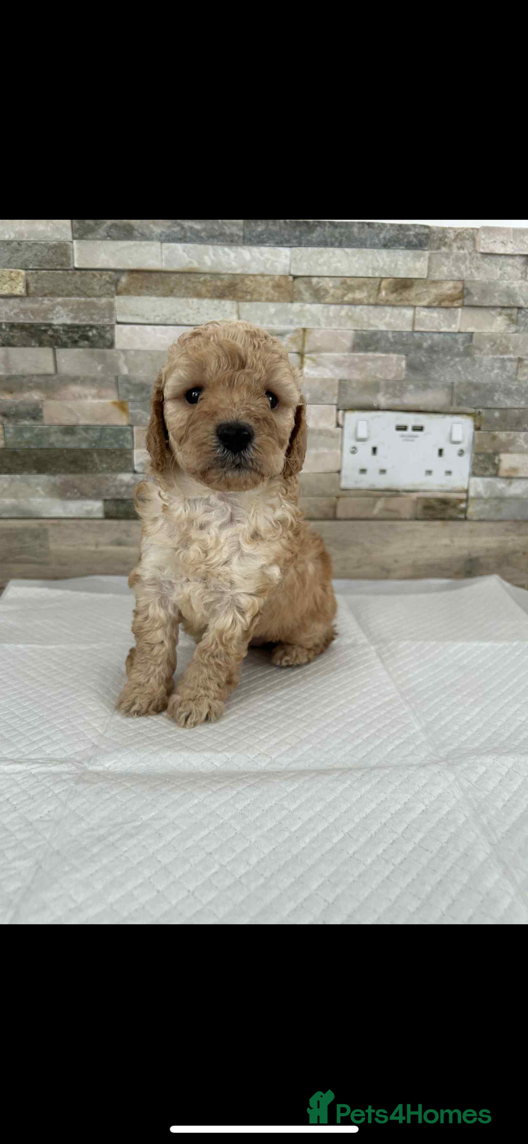Labradoodle dogs for sale: Labradoodle puppies looking for their forever home - Image 1