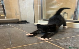 Mixed Breed cats for sale: 5 Gorgeous Happy Babies (Ready to Go) - Image 8