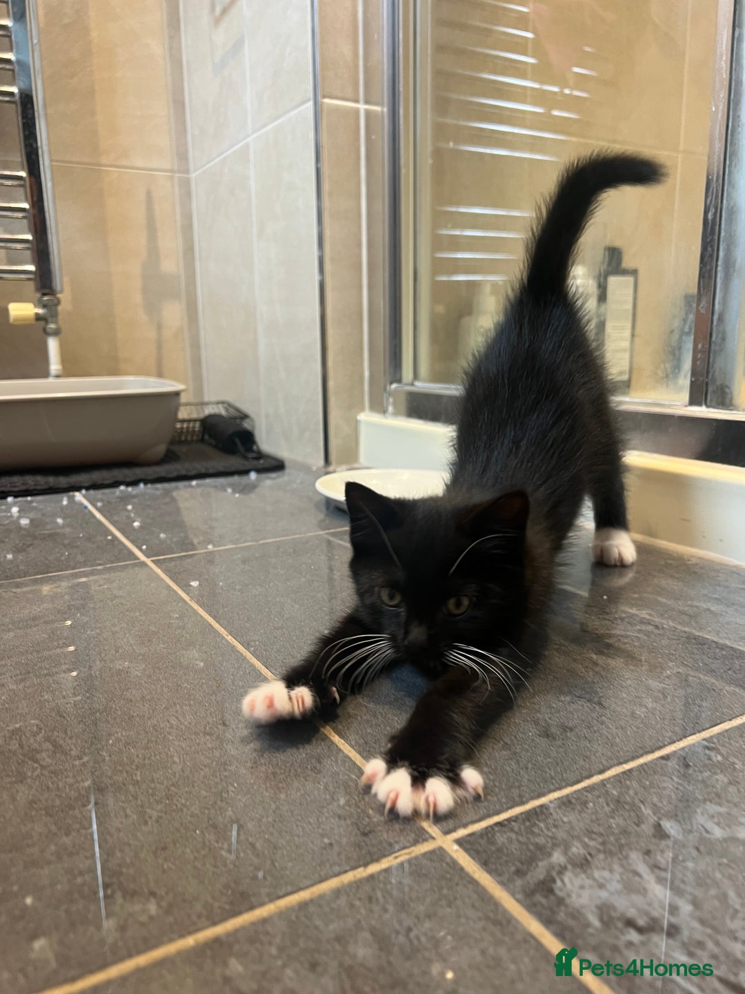 Mixed Breed cats for sale: 5 Gorgeous Happy Babies (Ready to Go) - Image 8