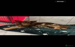 German Shepherd dogs for sale: Beautiful mixed coloured heath tested German sheps - Image 5