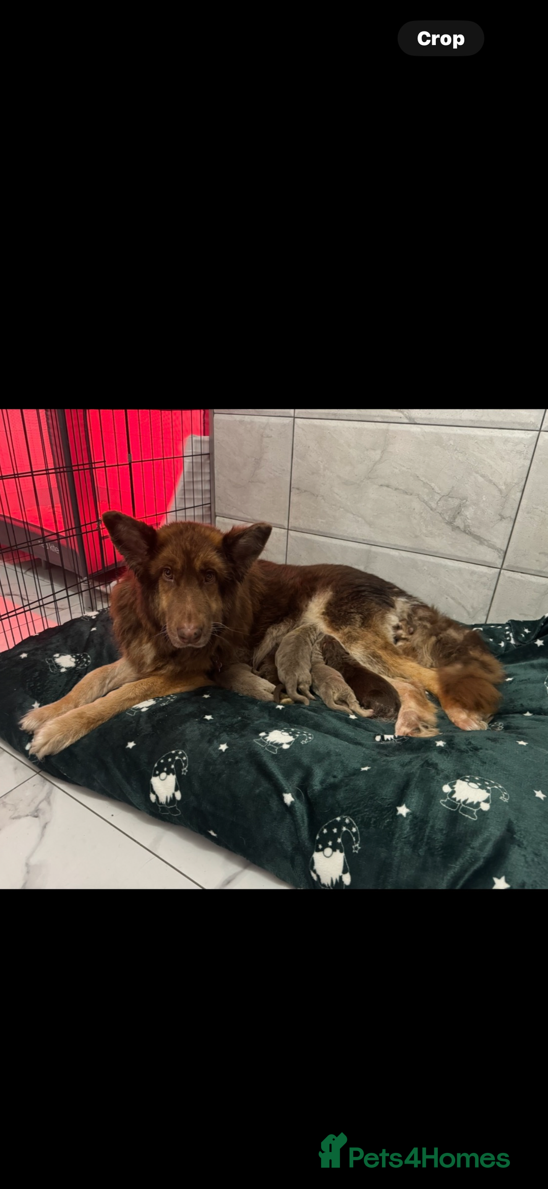 German Shepherd dogs for sale: Beautiful mixed coloured heath tested German sheps - Image 5