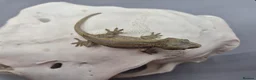 Gecko reptiles for sale: Orange striped/blotch gargoyle gecko  - Advert 6