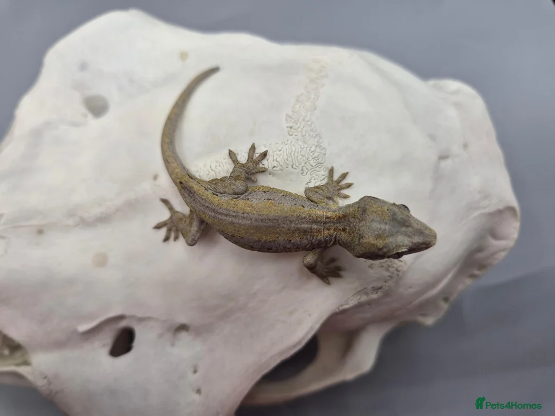 Gecko reptiles for sale: Orange striped/blotch gargoyle gecko  - Advert 6