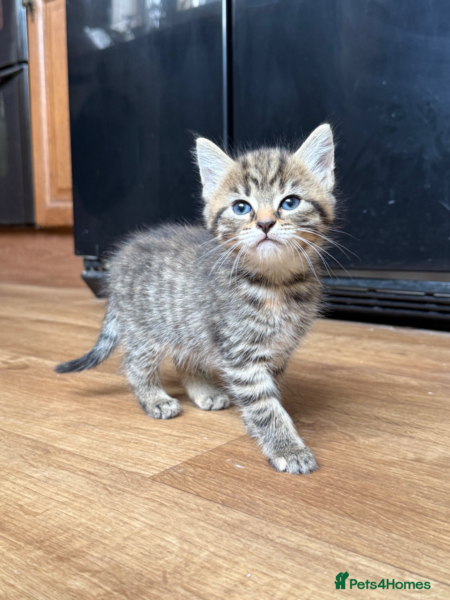 Mixed Breed cats for sale: 1 boy & 3 girl kittens 🐈🐾🩷🩵 - Advert 15