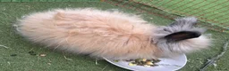 Angora rabbits for sale: Angora doe - Advert 2