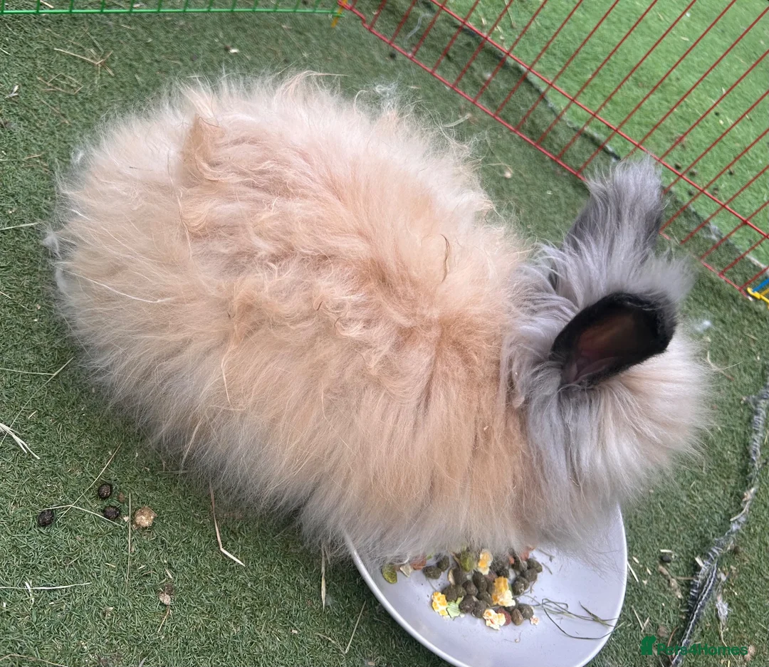 Angora rabbits for sale: Angora doe - Advert 2
