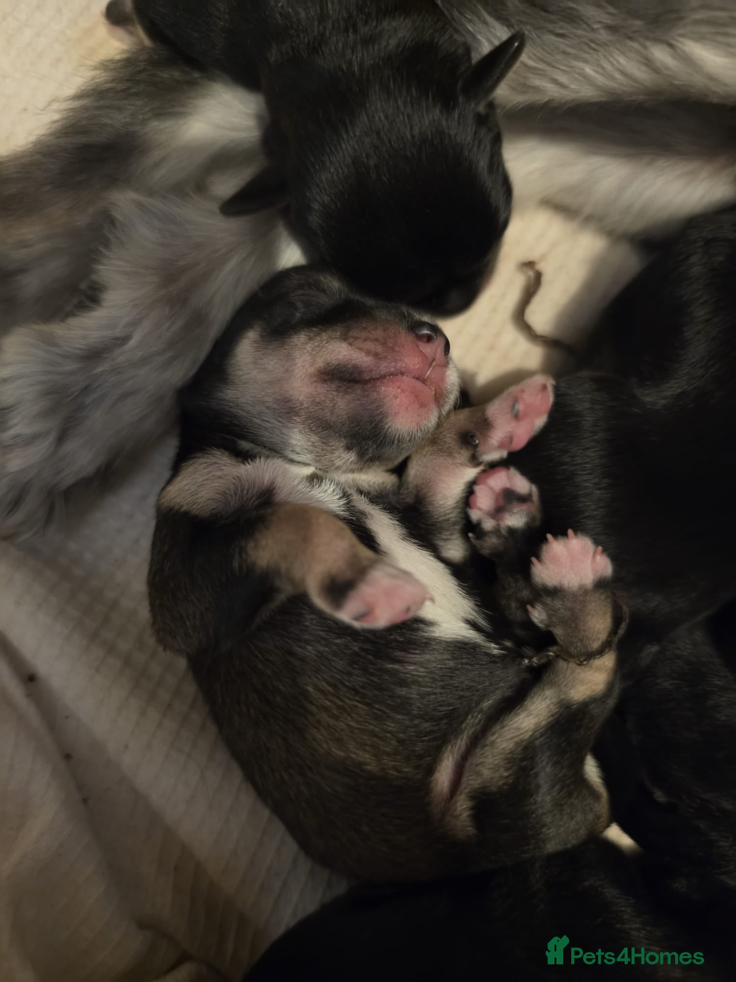 Miniature Schnauzer dogs 7 x Miniature Schnauzers puppies - Advert 7